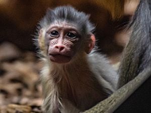 Baby mandrills have been born at Chester Zoo after a 10-year wait 