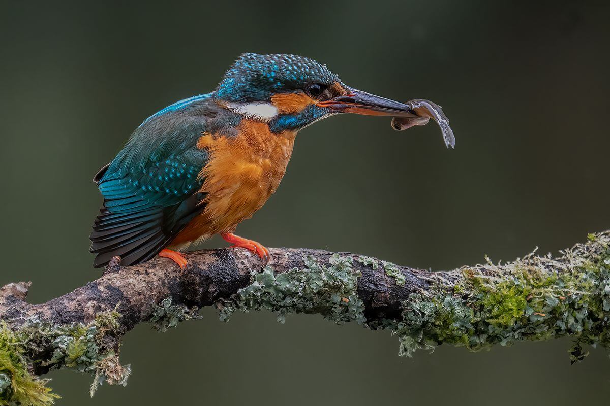 Kingfisher with fish by Norman O'Neill 