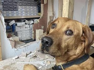 Cooper helped sniff out illegal tobacco stored in a wall