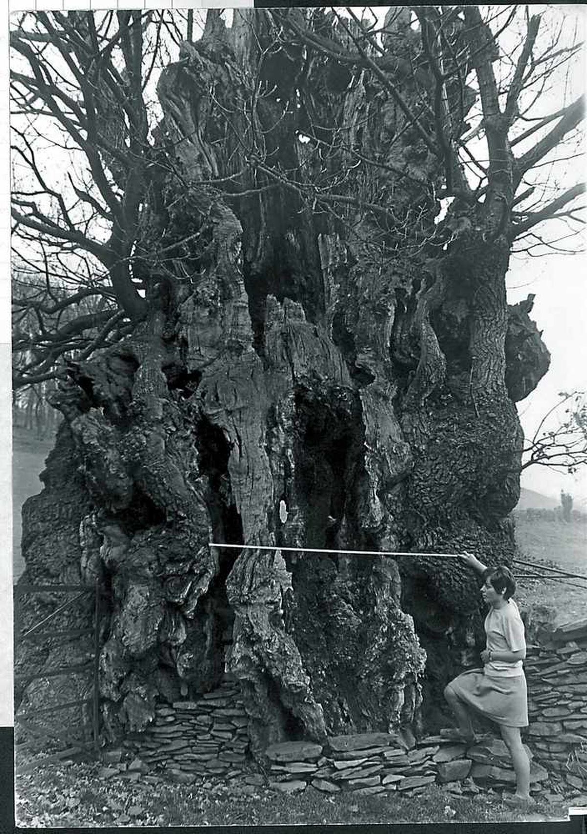 The Pontfadog Oak was measured by Josephine Morris at 42ft around its girth on April 6, 1971