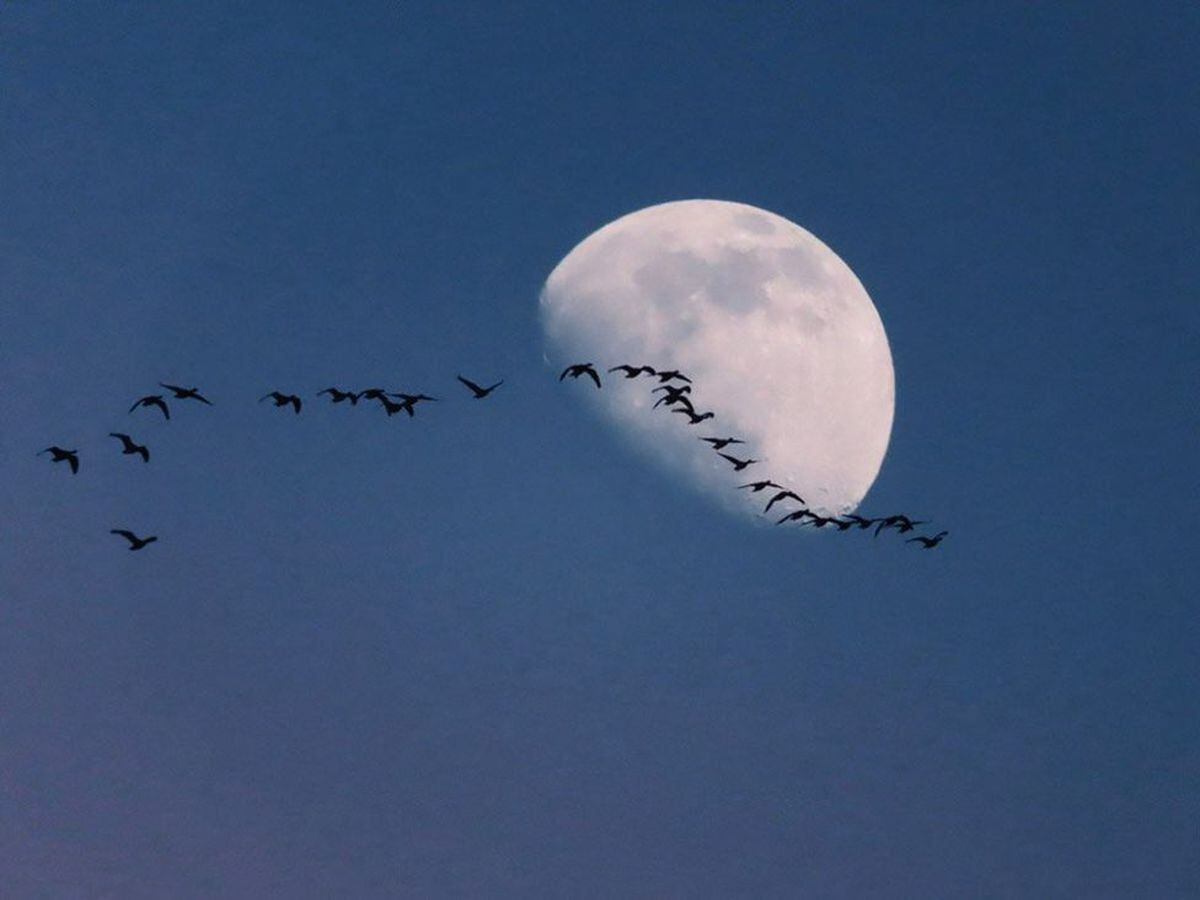 Migrating geese in the sky in Shropshire