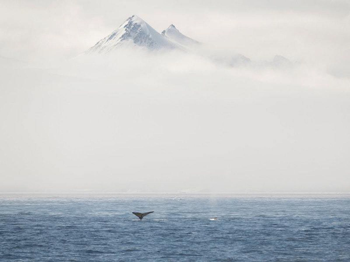 Antarctic Ocean Sanctuary proposal