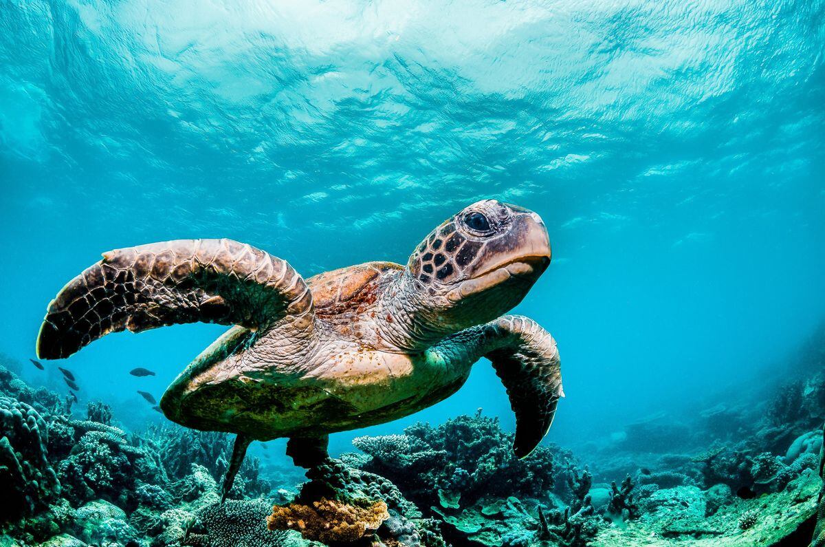 A green sea turtle swimming among colourful coral reef in beautiful clear water