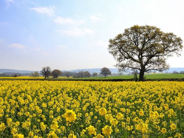 A field in bloom at Cressage. Photo: Steven Sneade.