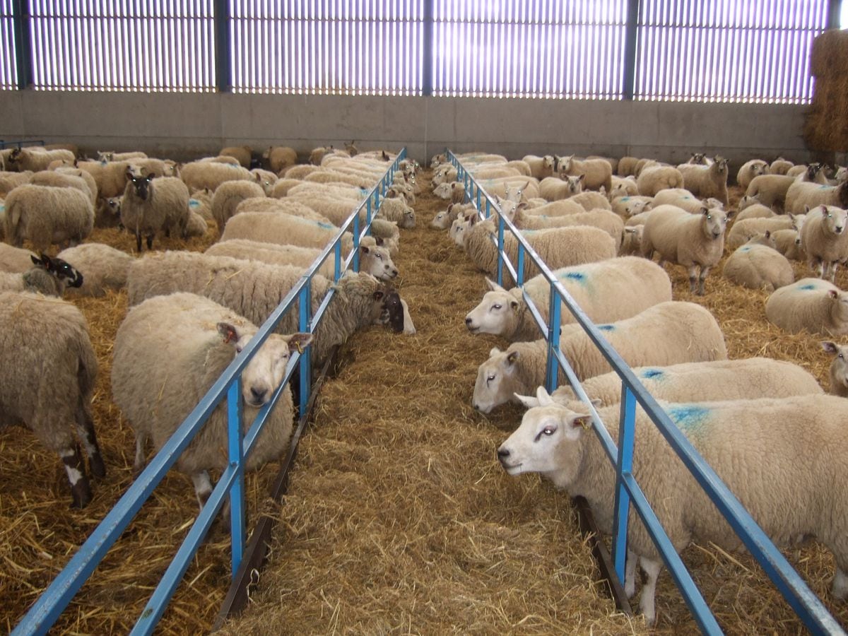 Heavily in lamb ewes at Oaklands Farm, Church Broughton belonging to the Redfern family 