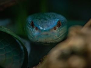 Blue Komodo Viper