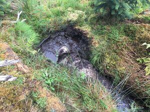 The submerged sheep can barely be seen in the bog