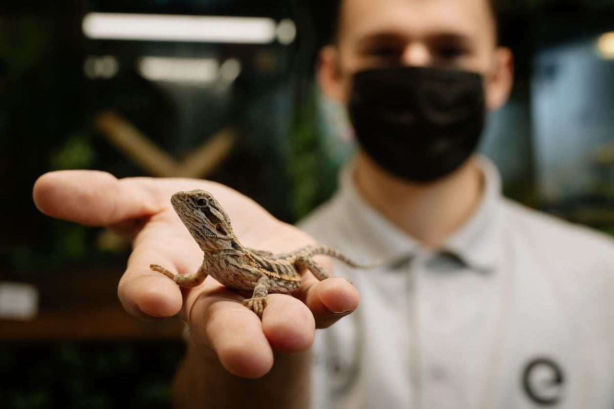 Ed Scott, 18, from Telford – with a Bearded Dragon – has set up his own exotic pet shop in Oakengates called Edzotics. 