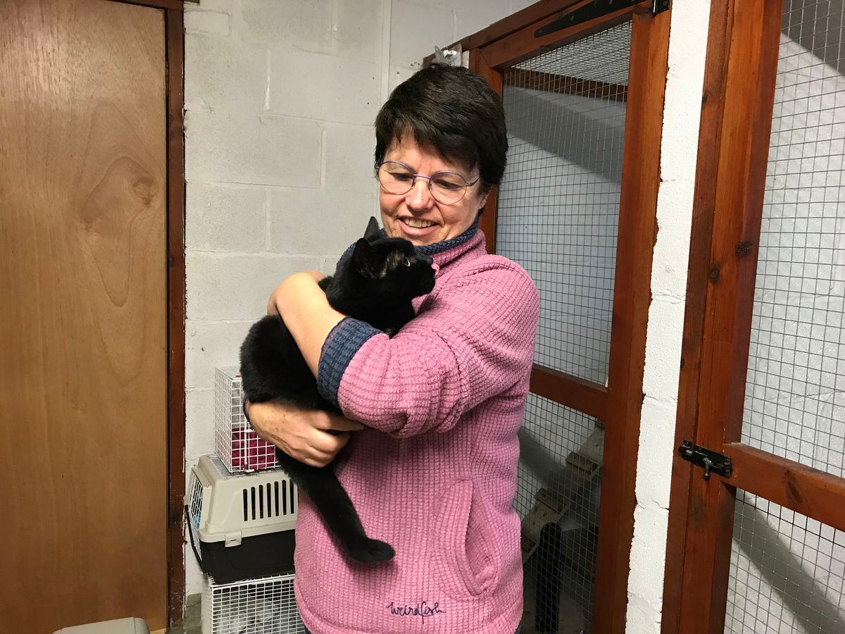 Yvonne Jennison from Northwood Grange Cattery holding Ruby who is looking for adoption. Photo: Megan Howe
