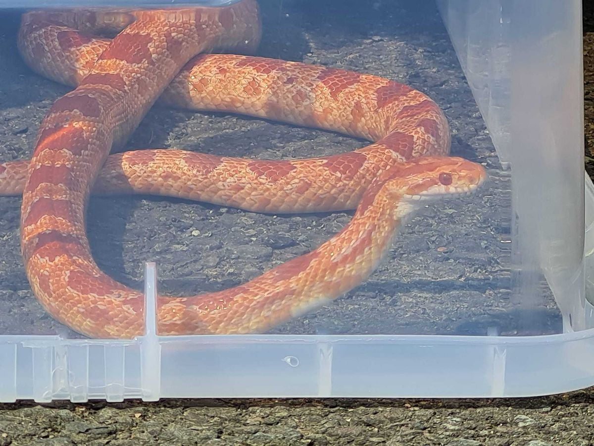 The corn snake after it was picked up in Pontesbury