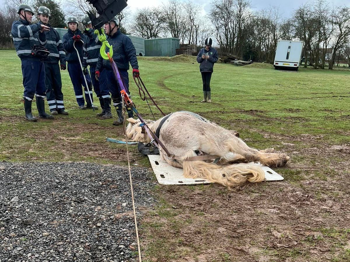 Poorly horse lifted back to his hooves by firefighters in Bridgnorth 