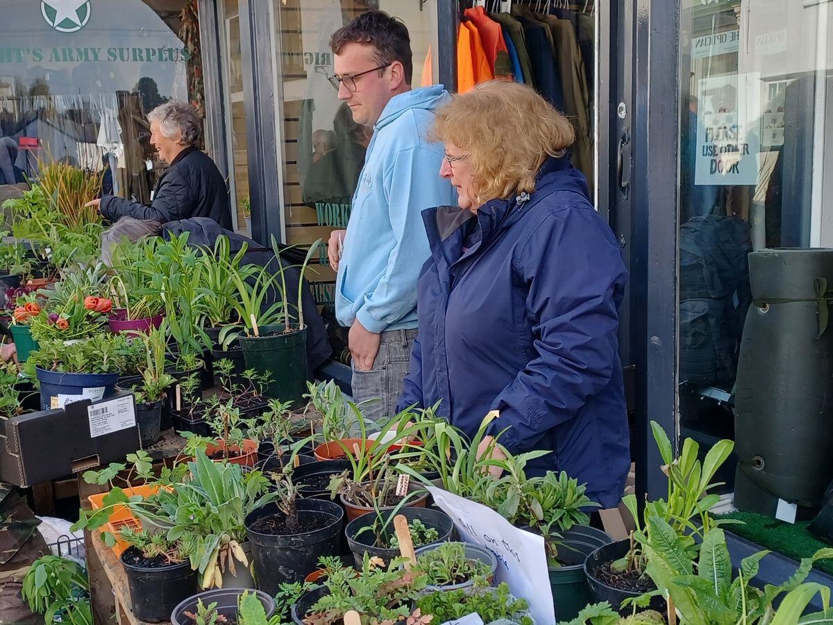 The plant sale in Bishop's Castle. Photo: Ruth Houghton.
