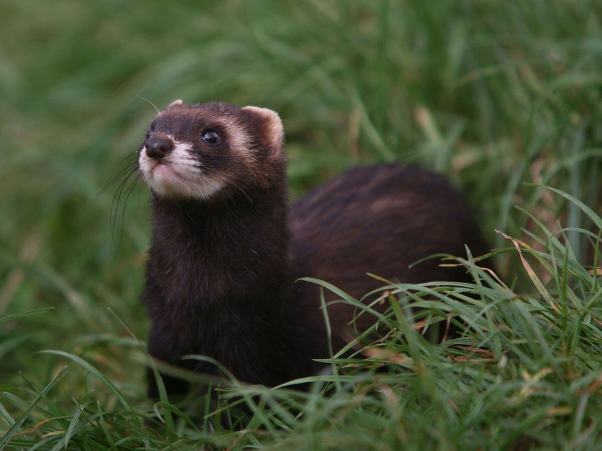 A study found that 29% of polecat mortalities were due to roads