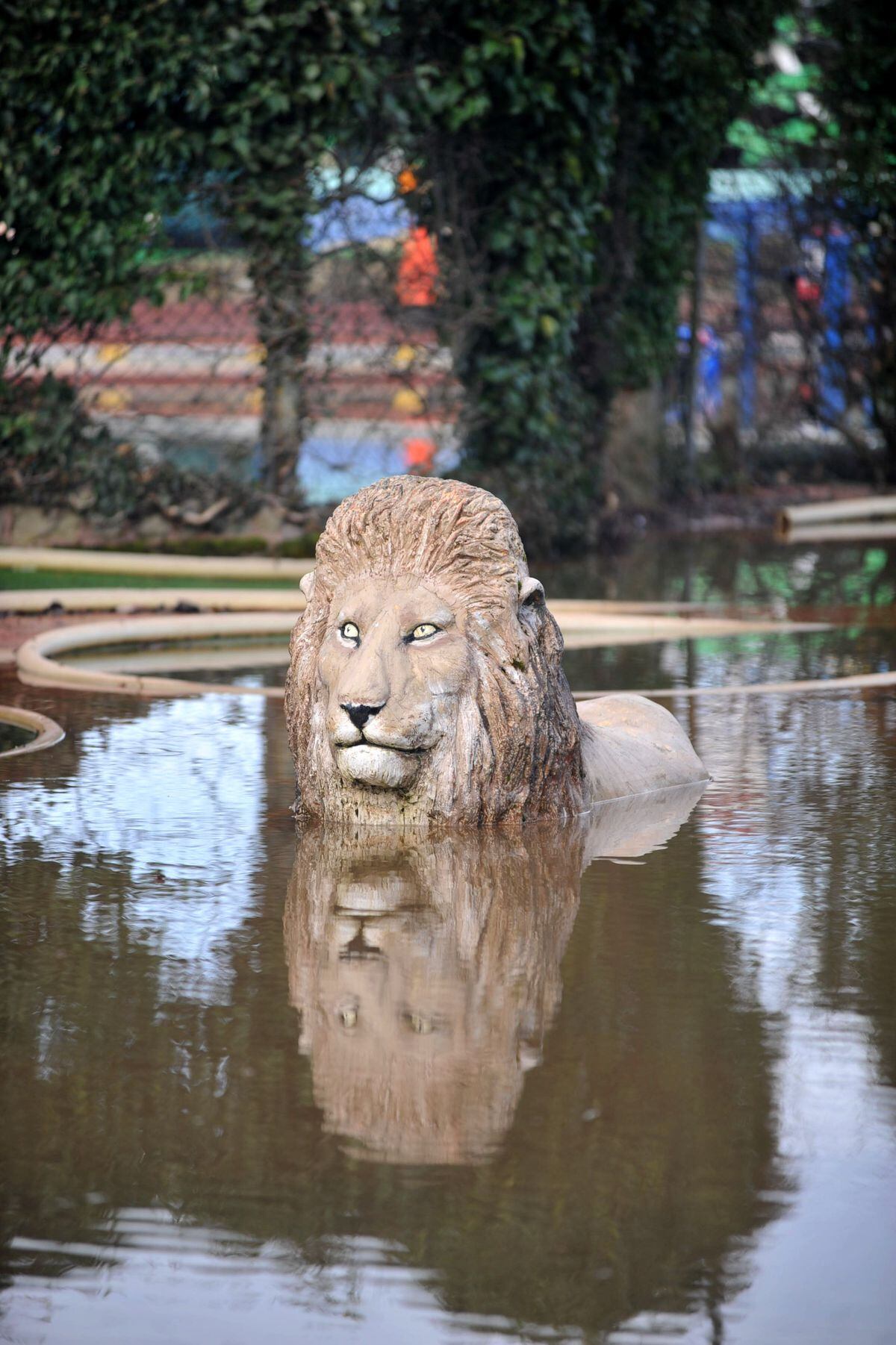 This lion was getting a roar deal in Stourport in February 2014.