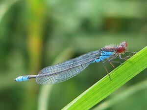 A small red-eyed damselfly