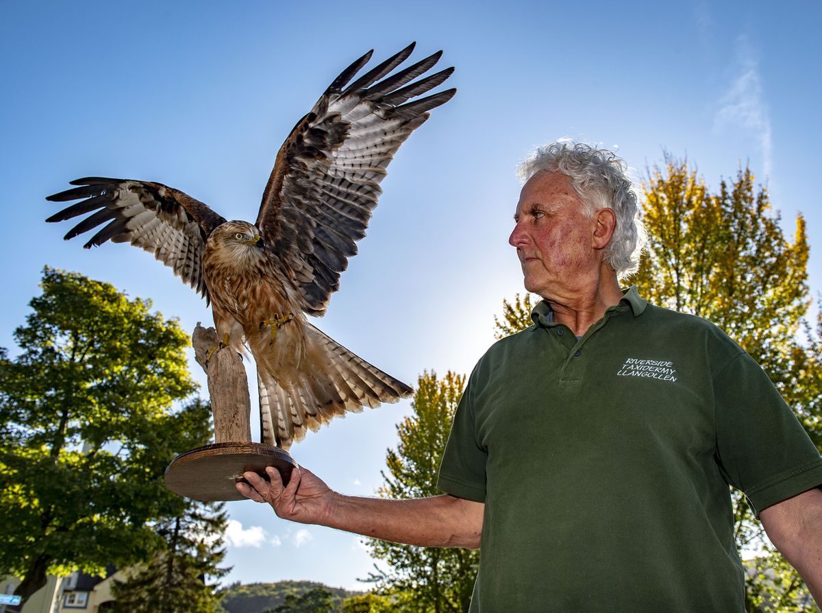 Magnificent red kite is talking point of couple's new Shropshire home 