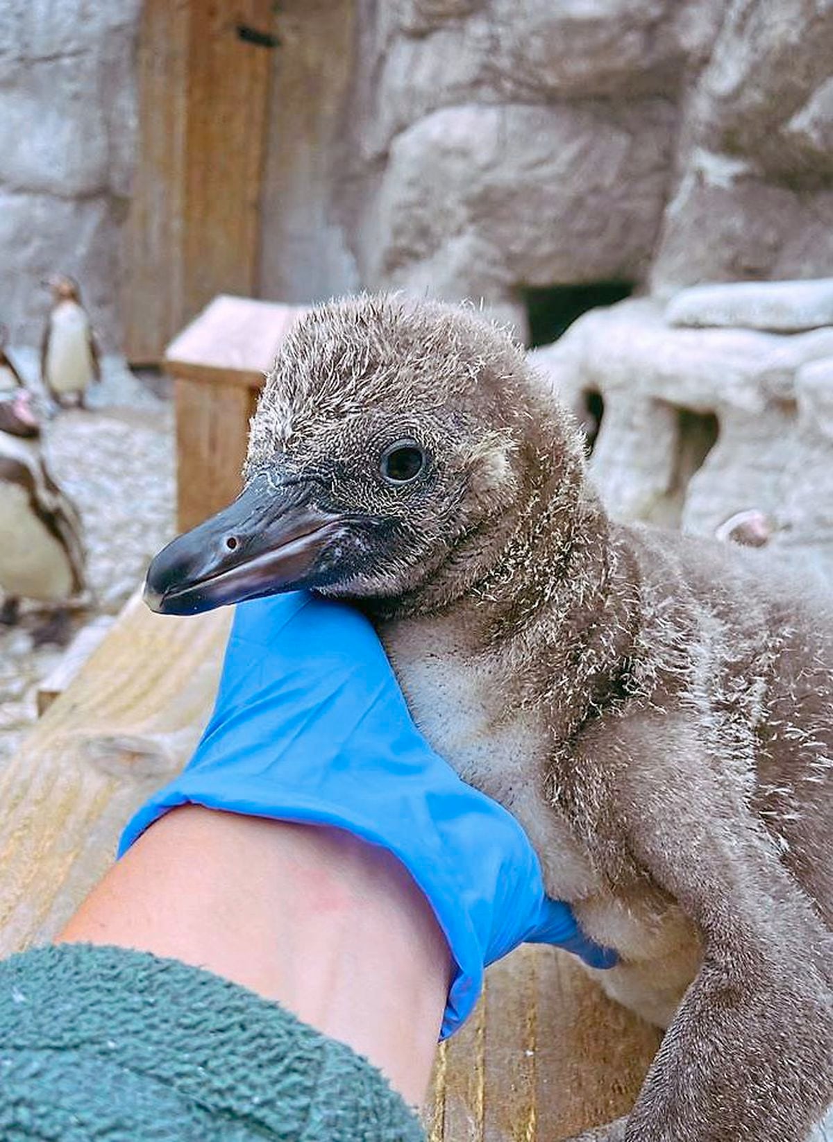 Baby penguins Indiana, Ivory and Izzy are the latest additions to West Midlands Safari Park