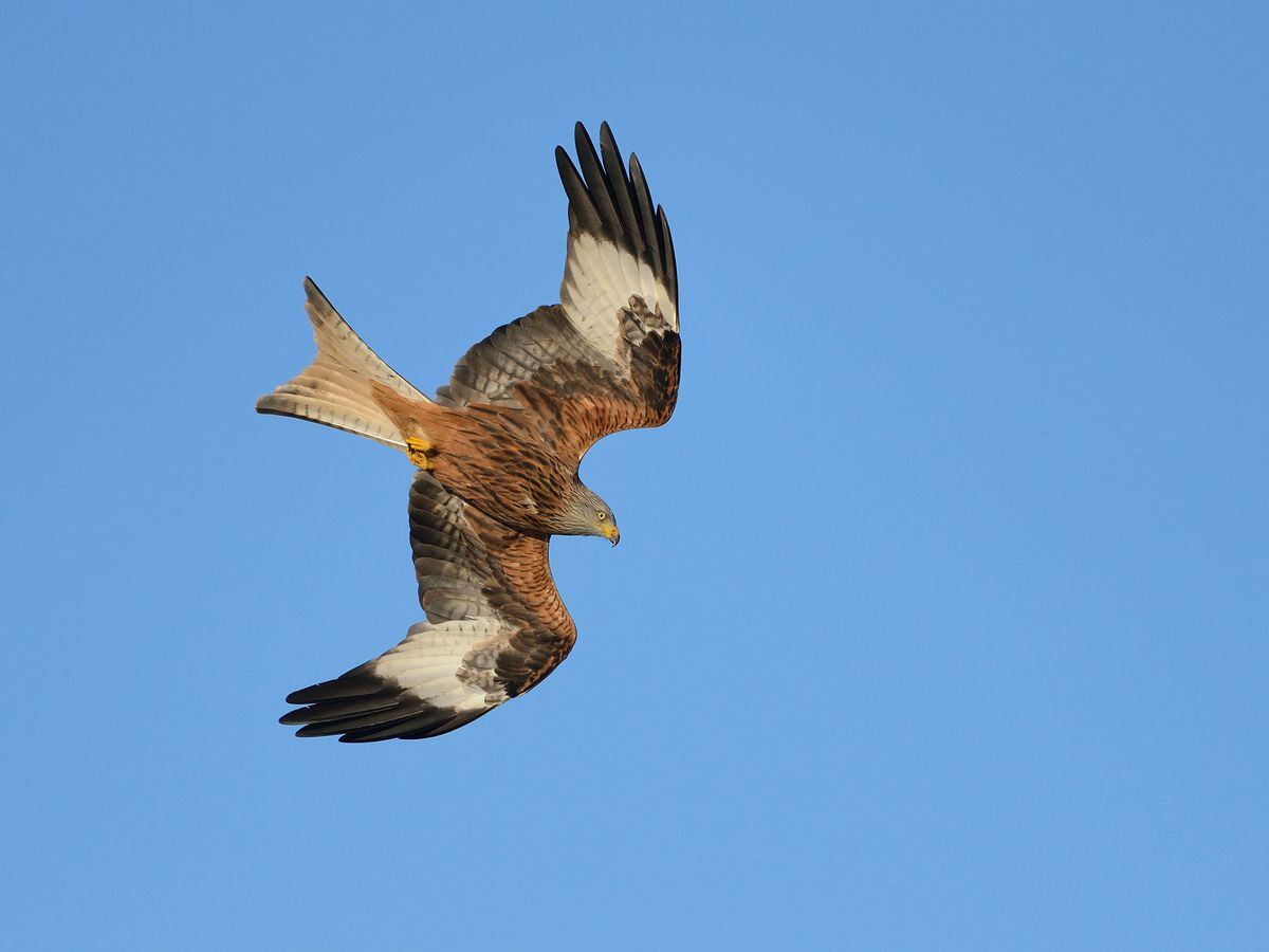 Red kite in flight