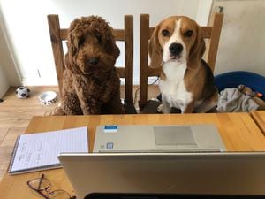 Waffle and Gareth working from home with their owner, Express & Star chief reporter Megan Archer