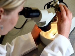 A woman looks through a microscope