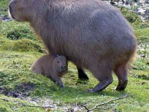 Capybara and mother