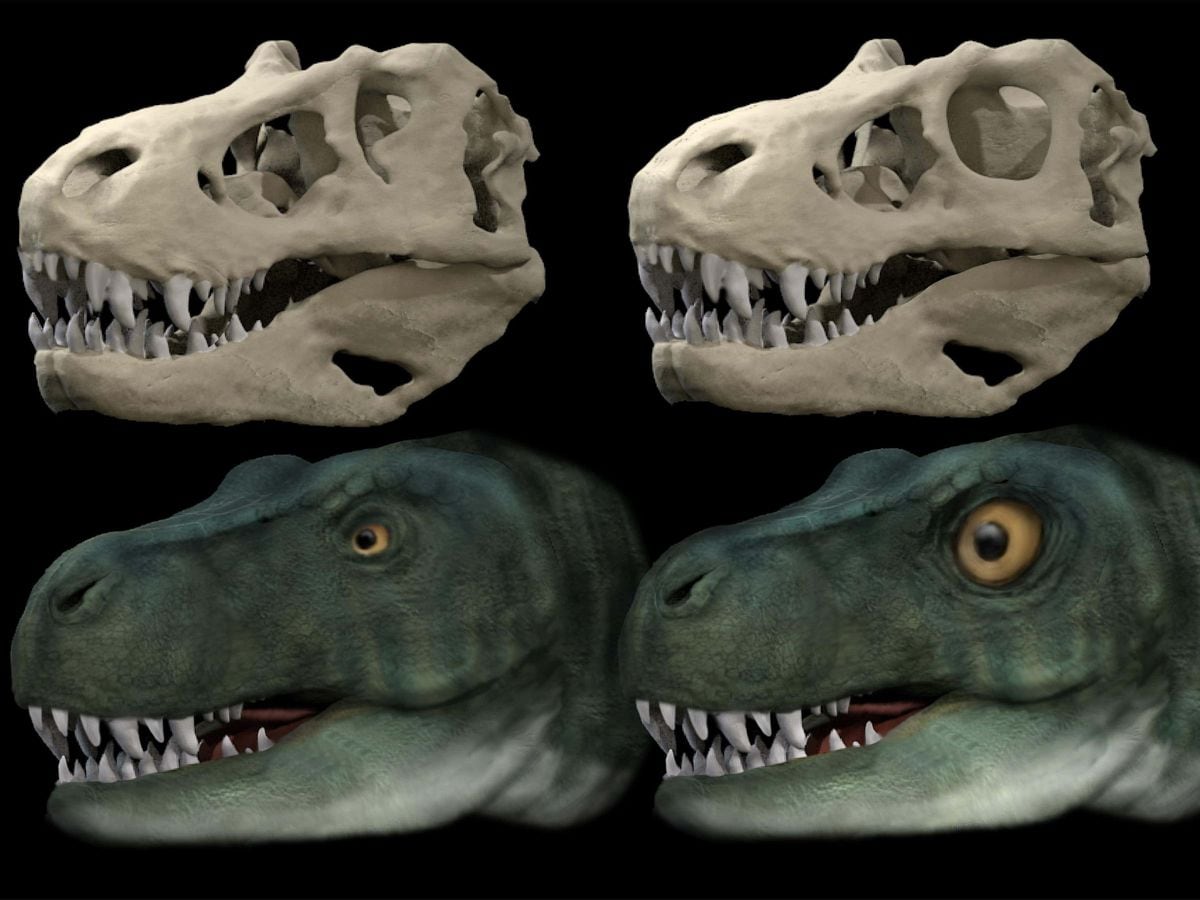 Skull and life reconstruction of Tyrannosaurus rex eye sockets
