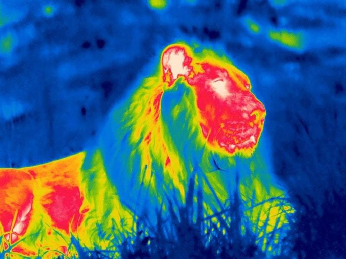 Thermal images show off nighttime activity among London Zoo animals |  Shropshire Star