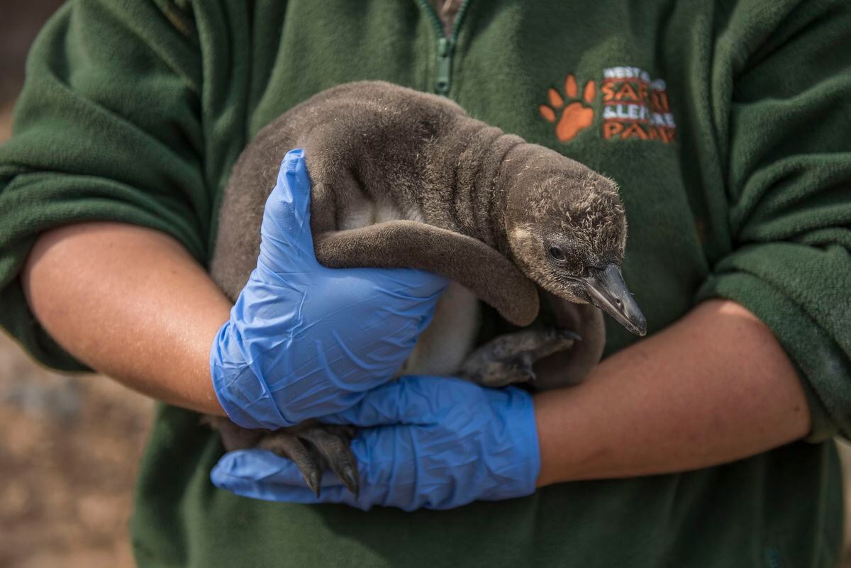 Baby penguin is first born at park for 44 years | Shropshire Star