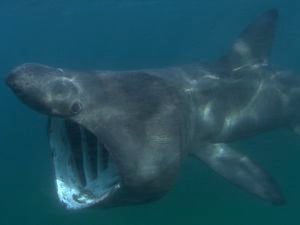 Harmless basking shark