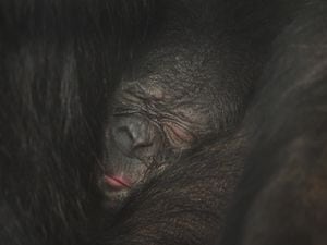 Upendi, a bonobo at Twycross Zoo, which was involved in the study. Picture: Twycross Zoo    