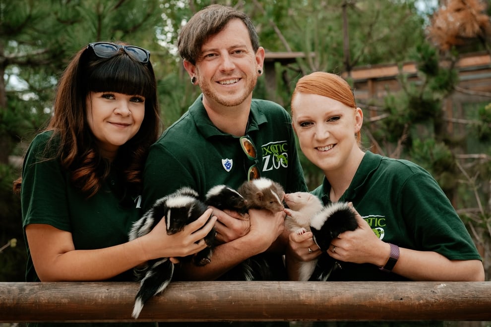 Baby skunks settling into life at Telford Exotic Zoo ...