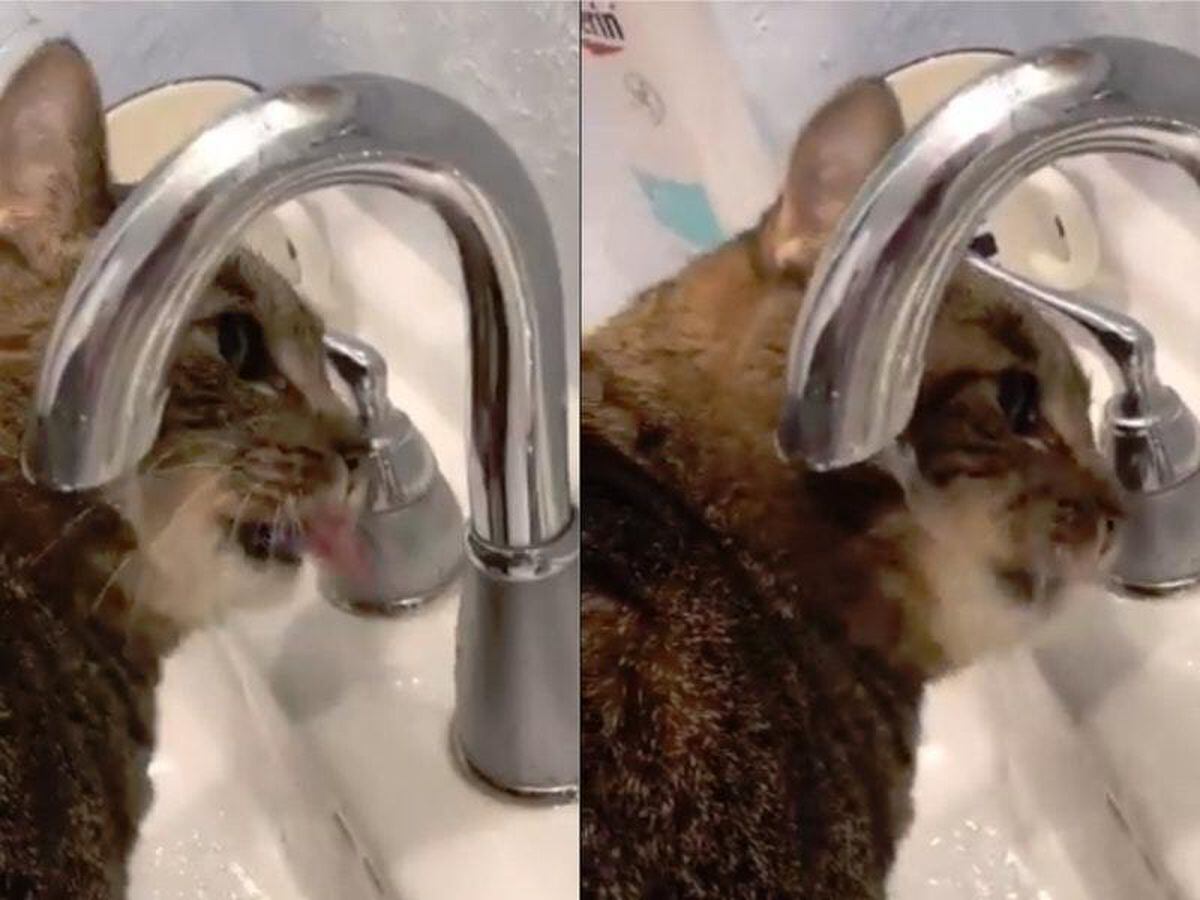 Cats drinking from taps are the best new entertainment online