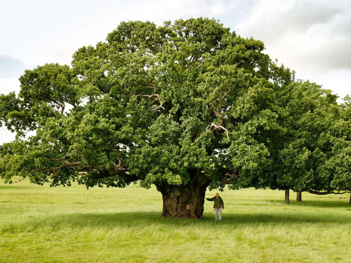 Sir David Attenborough under his favourite tree in the British Isles, an ancient oak in Richmond Park. England has more ancient oaks that the rest of Europe combined. (BBC/Silverback Films/Chris Howard)