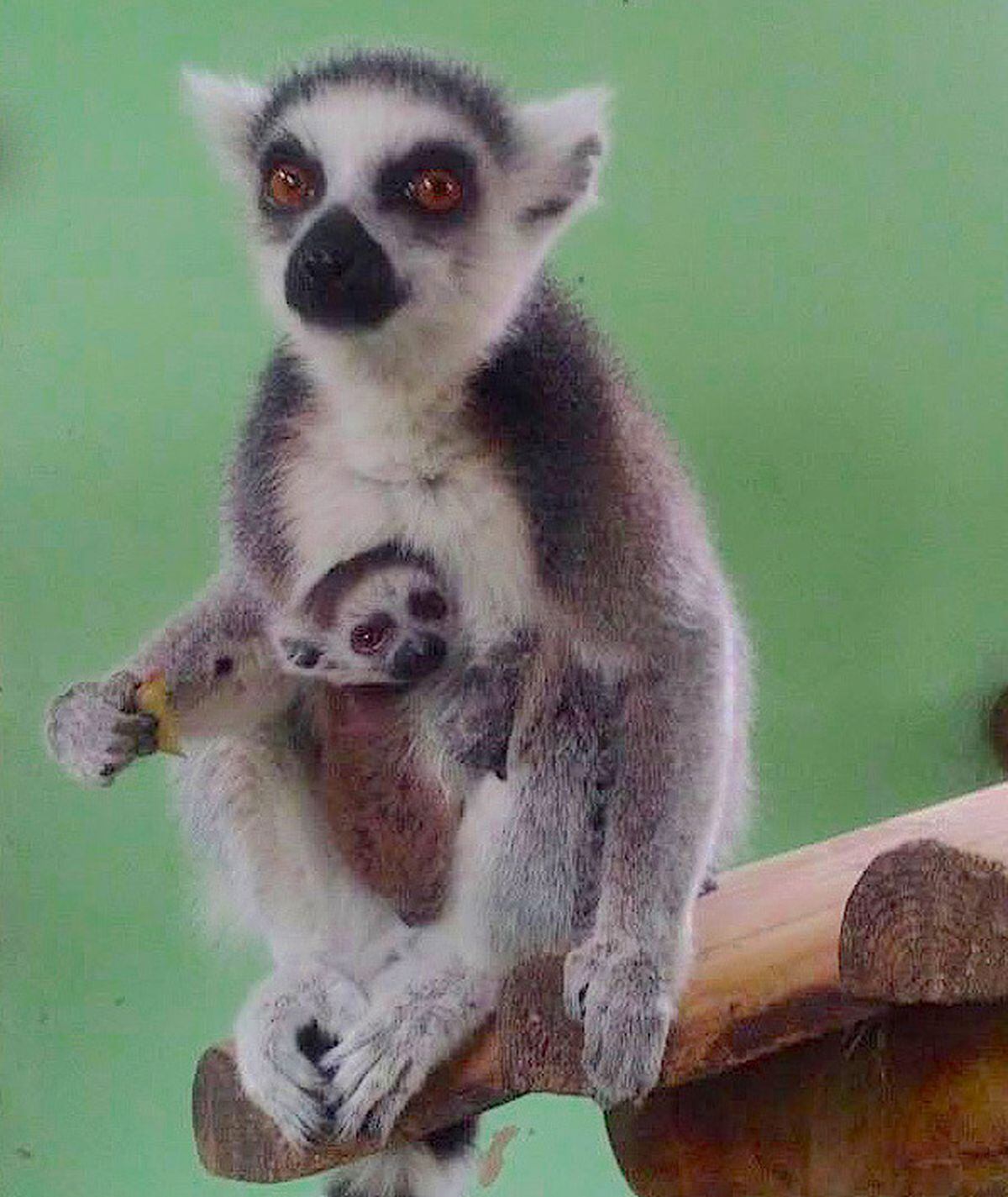 Ring-tailed lemur Phoebe proudly holds her newborn, the latest addition to Lemur Wood at Dudley Zoo (Image by Dudley Zoo)