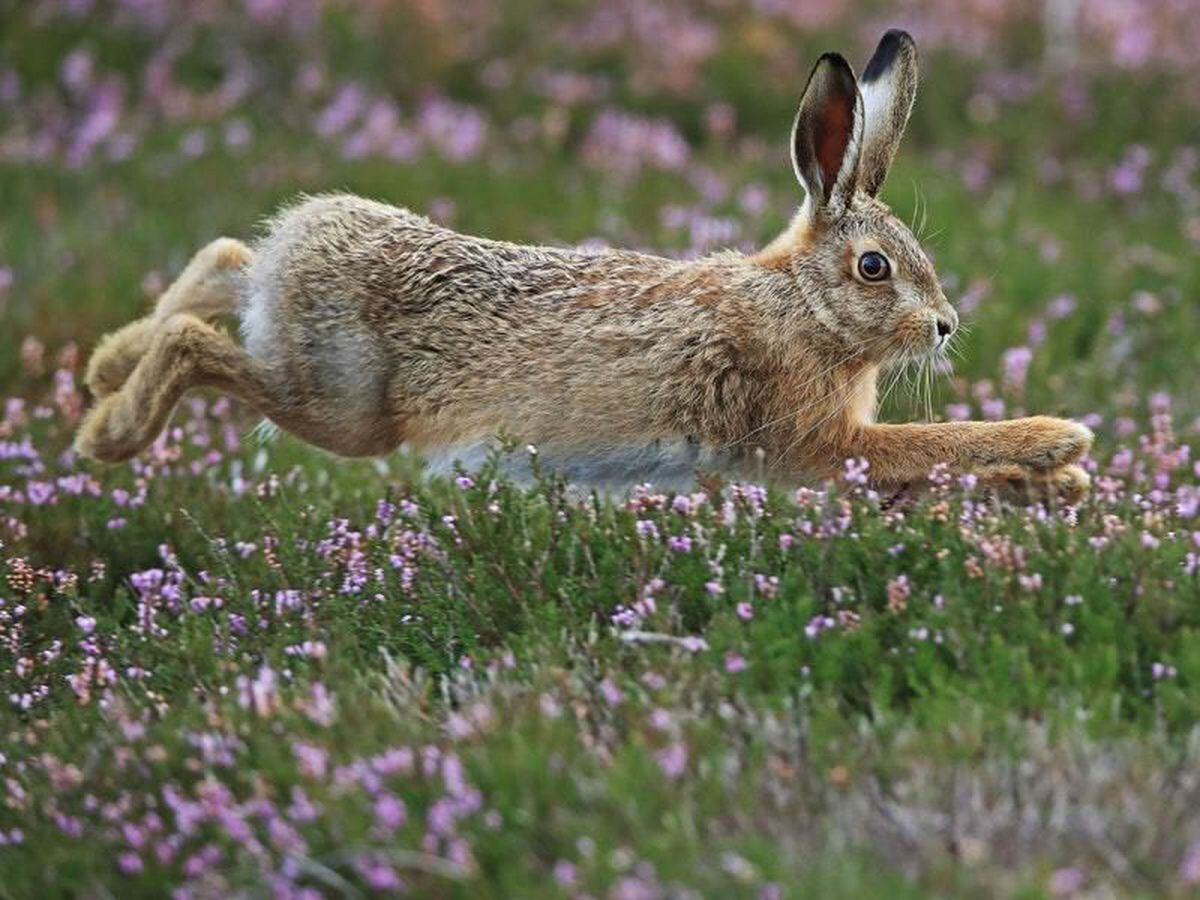 Hare coursing attracts big bets 