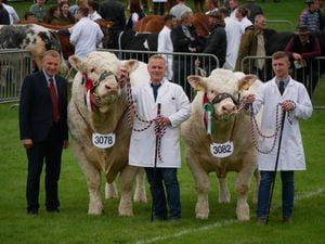 Two competitors with their British Charolais bulls in the ring at the showground. Photo: Andy Compton