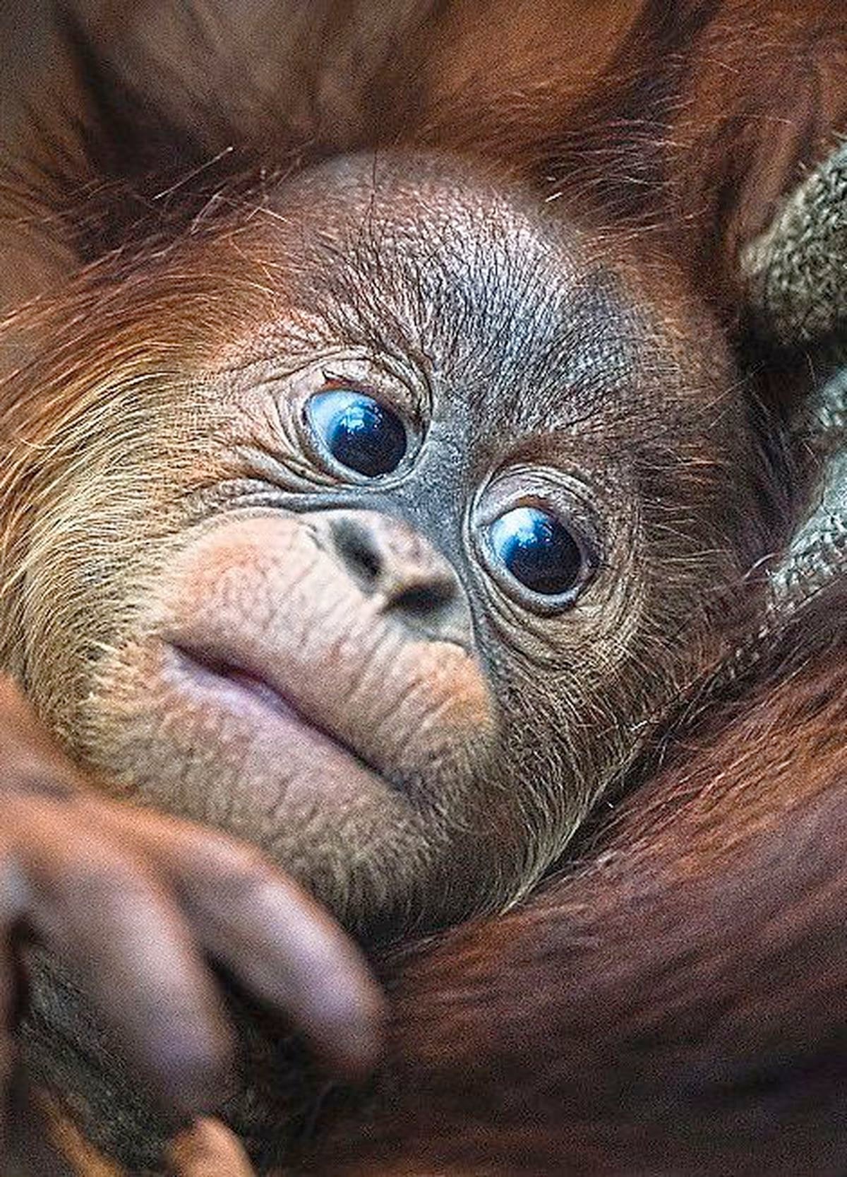 A Sumatran orangutan enjoys a quiet and cosy moment with mum at Chester Zoo