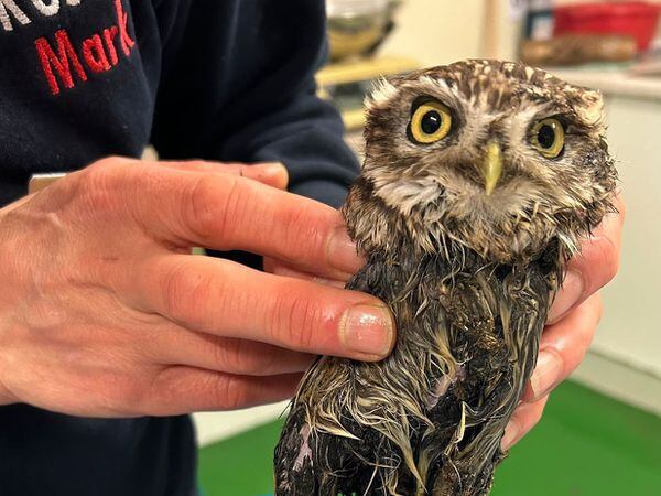 The poor Little Owl was stuck to the glue trap. Photo: Cuan Wildlife Rescue