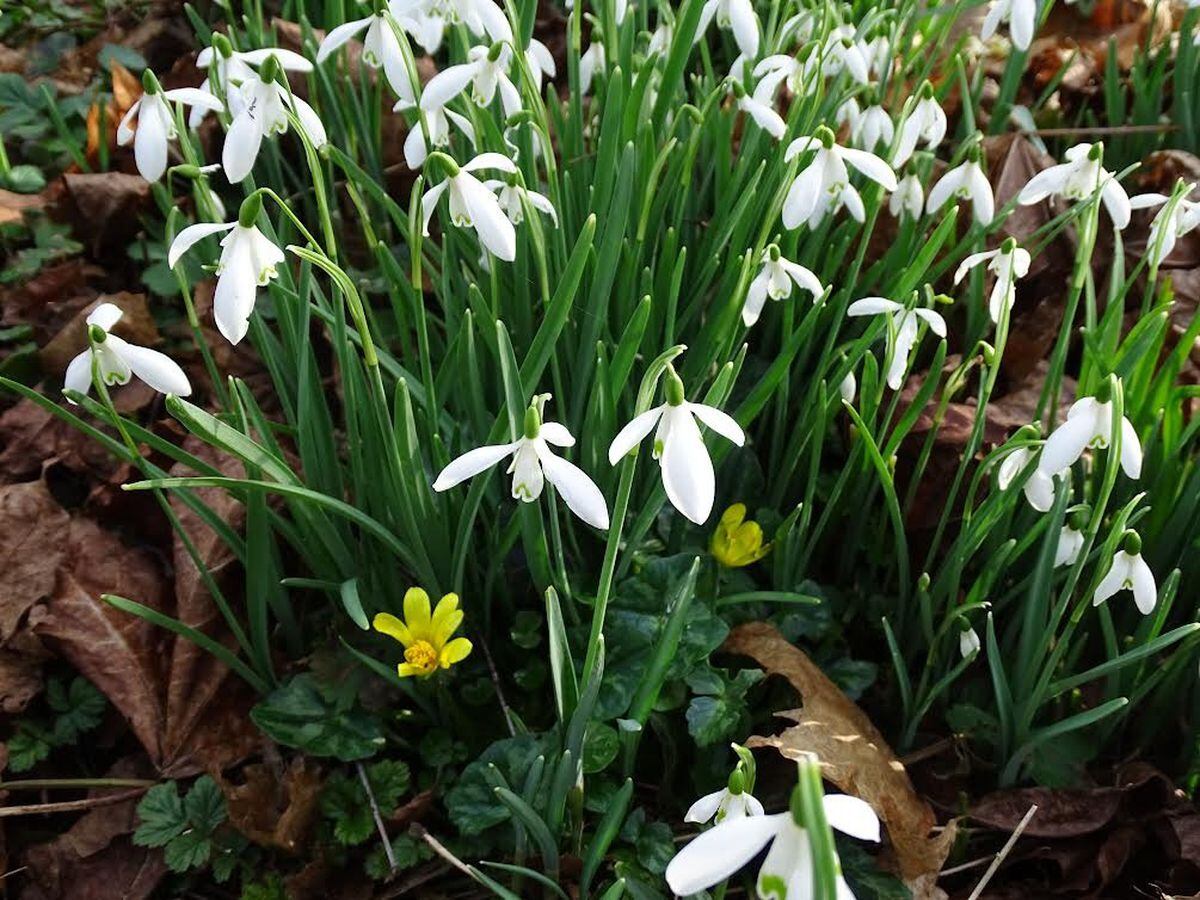 Snowdrops a sure sign that Spring is on the way in south Shropshire 