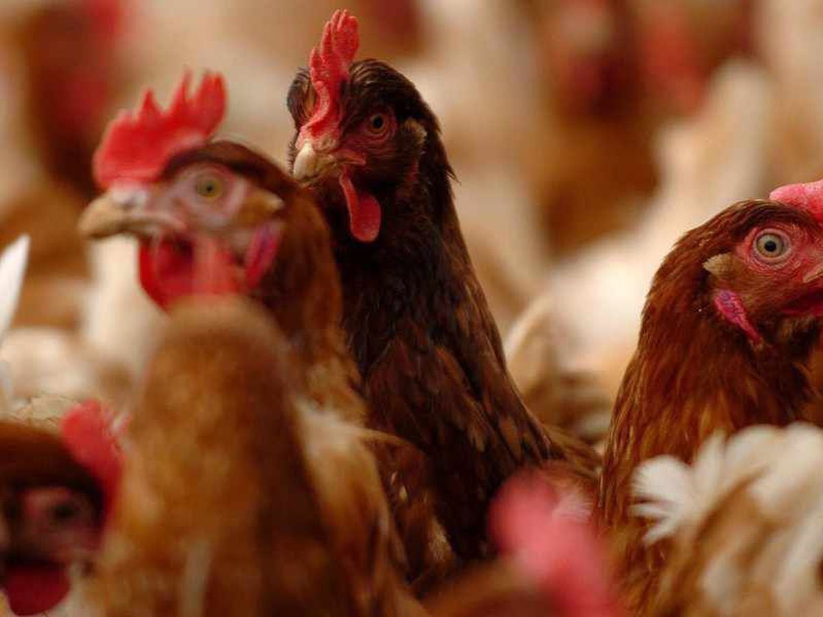 Historic interest speculation could delay chicken farm plans