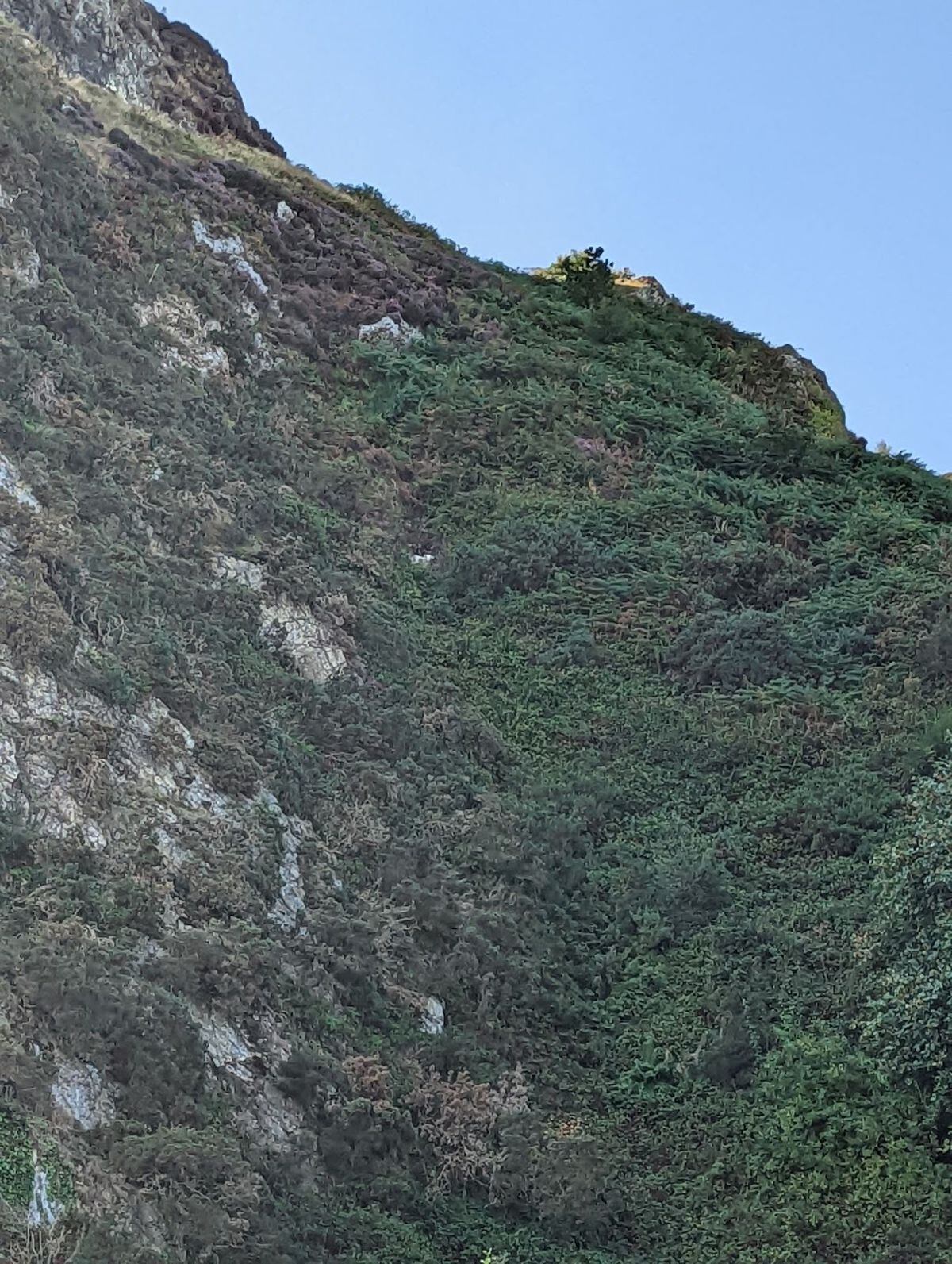 The sheep had fallen off the mountain ledge and was trapped in deep undergrowth