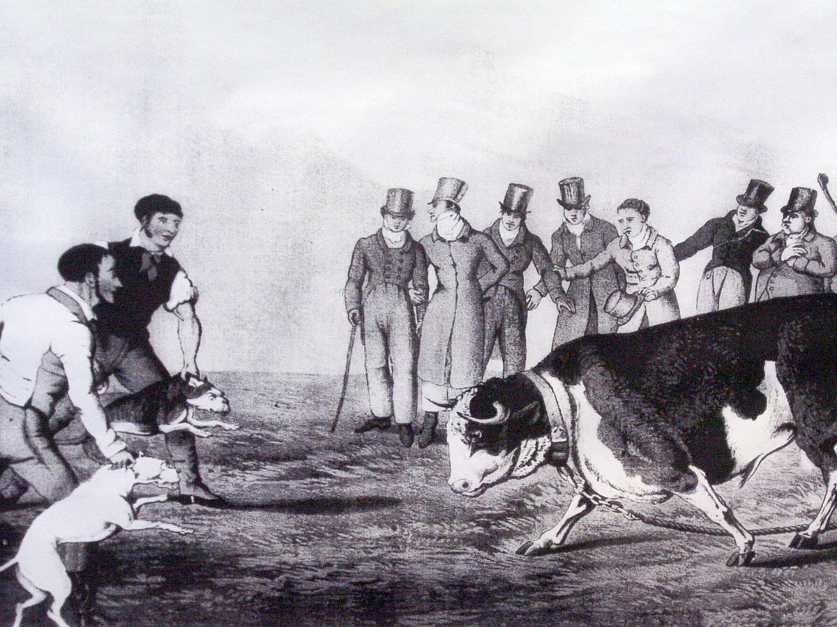 How the West Midlands was last bastion for bloodthirsty bull baiting 