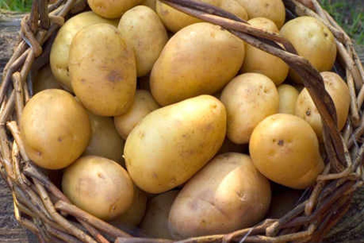 Farming talk: Humble potato contributes £5bn to UK economy