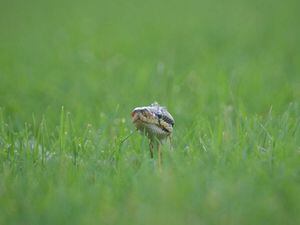 Snake searching through the grass