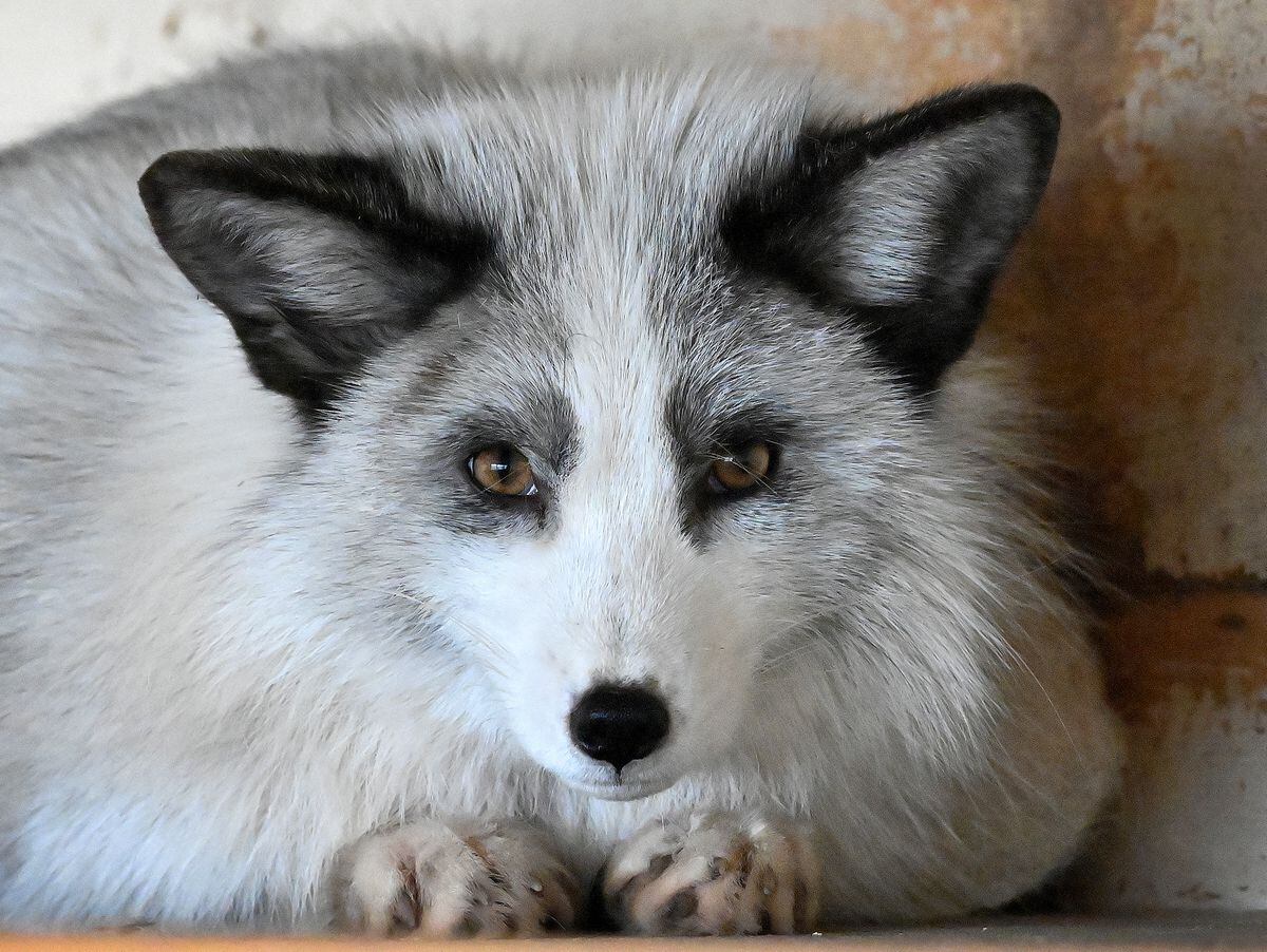 Toby the platinum fox has been adopted by Brockswood Animal Sanctuary in Sedgley.