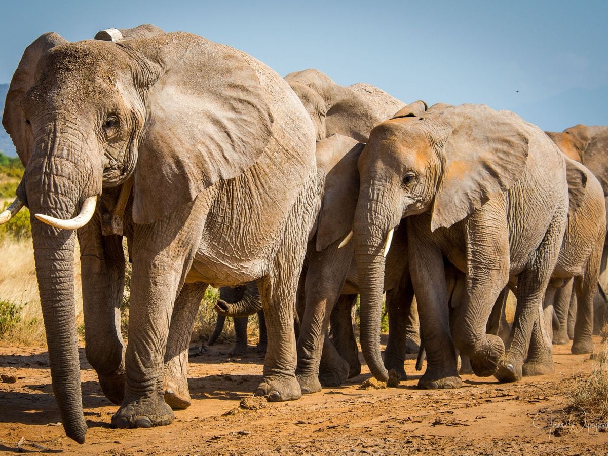 This animal is big. Африканский слон. Слон в Африке. Стадо слонов. Стая слонов.
