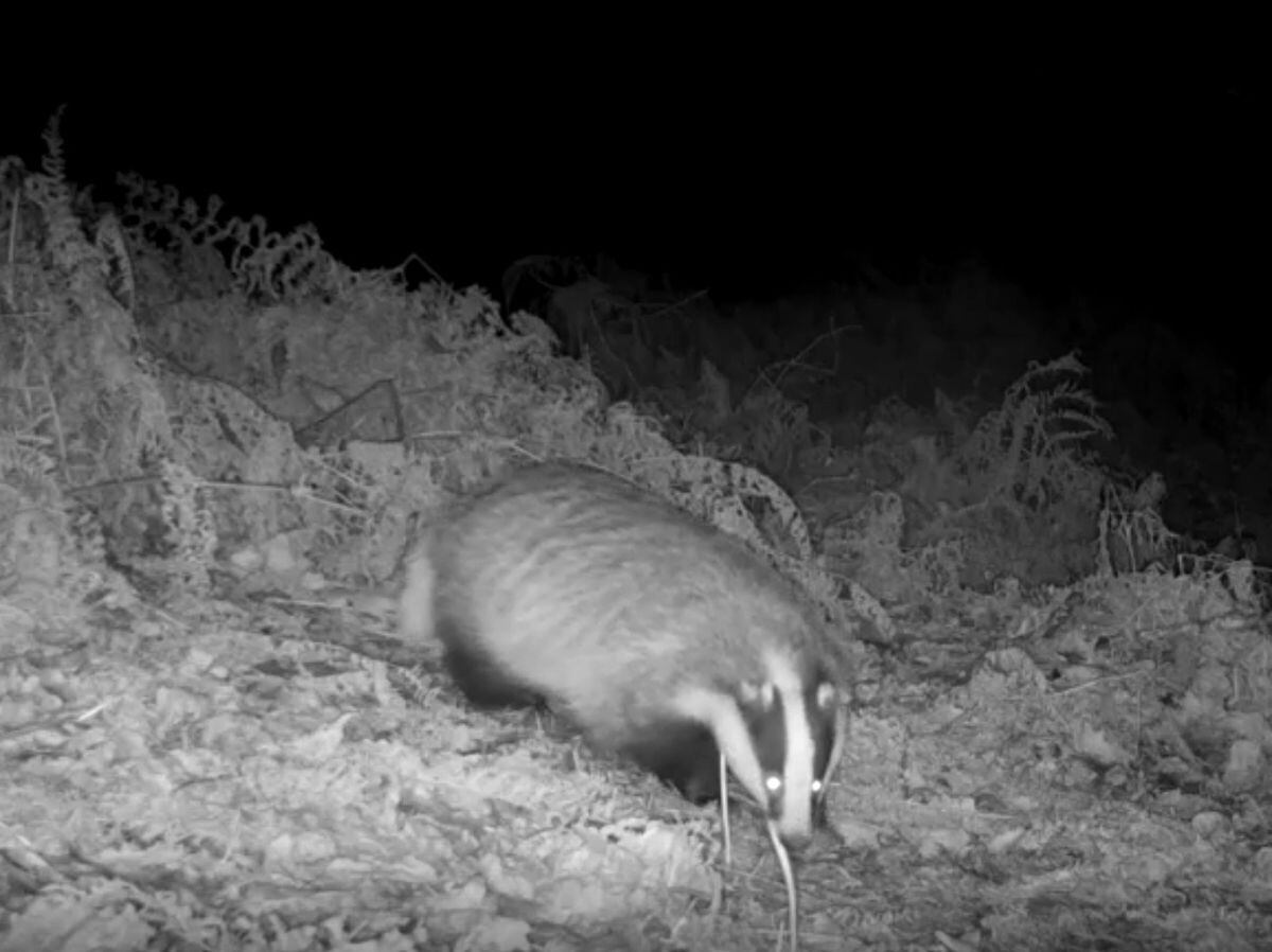 Badger captured on the Long Mynd