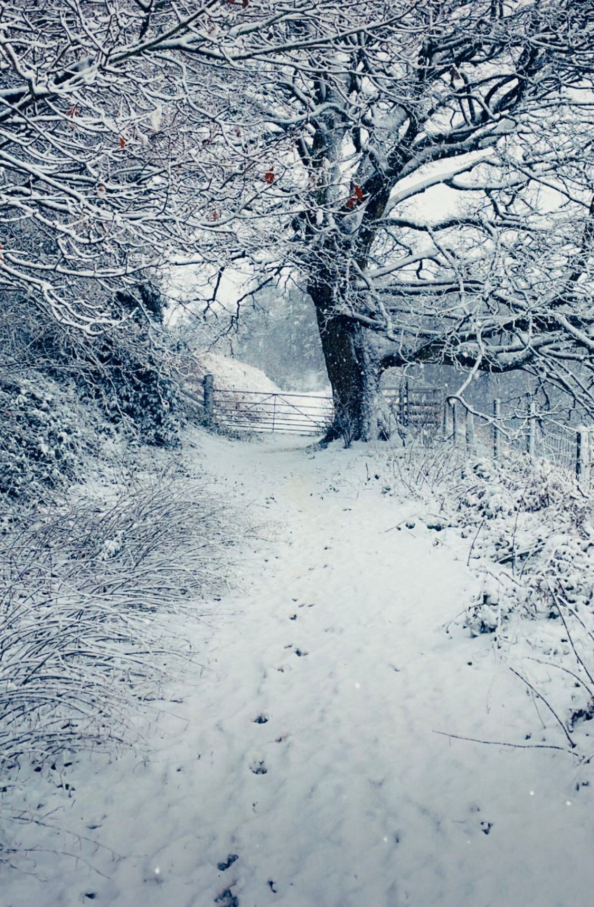 Snowy scenes from the Long Mynd in Church Stretton. Pic: Julie Powell