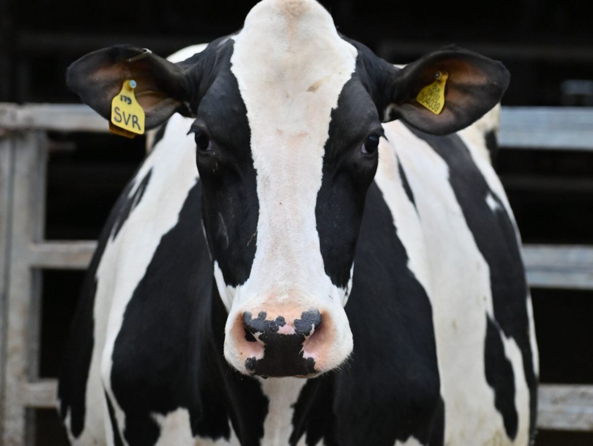 A pedigree Holstein sale is taking place in Shrewsbury