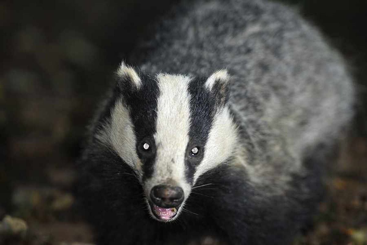 Dogs seized and pair arrested after dawn raid in Shropshire badger bait case